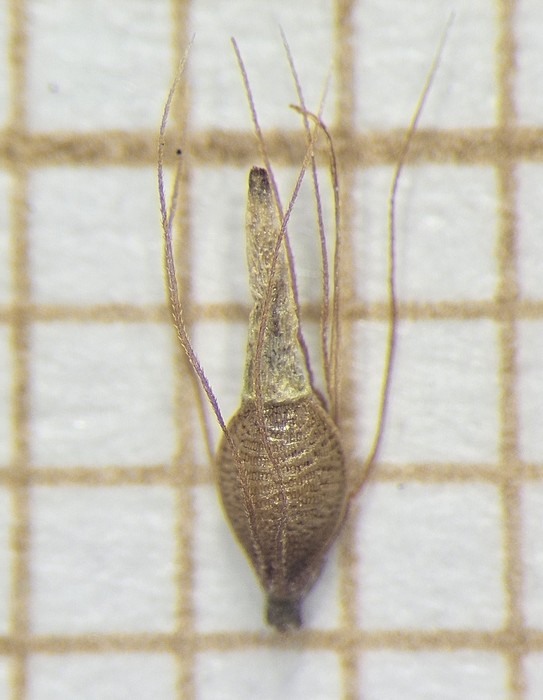 Nutlet of Rhynchospora marisculus  Demeda 134 (SMDB 20696) Brazil 1
