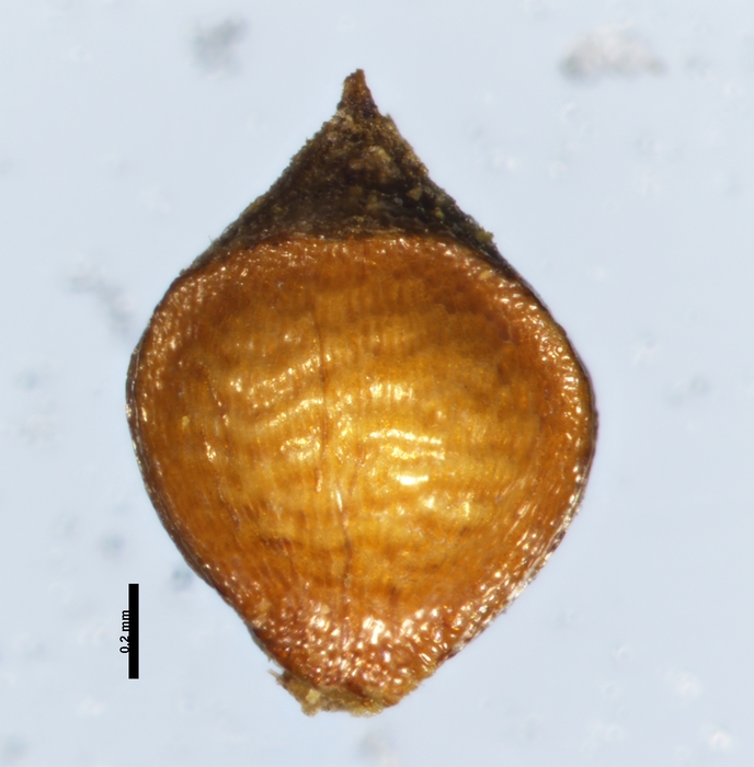 Nutlet of Rhynchospora megapotamica Fernández 904 (NY 4239512) Argentina 1