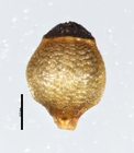 Nutlet of Rhynchospora nardifolia Roth 16519 (NY 00939338) Brazil 1