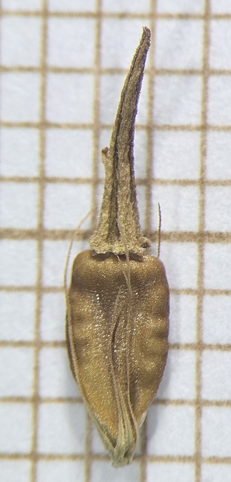 Nutlet of Rhynchospora organensis  Silva Filho 2328 (SMDB 21820) Brazil 1
