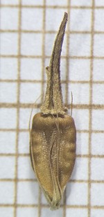Nutlet of Rhynchospora organensis  Silva Filho 2328 (SMDB 21820) Brazil 1