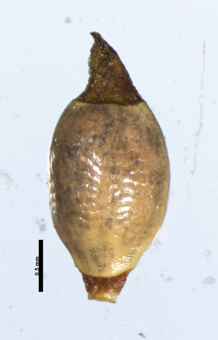 Nutlet of Rhynchospora patuligluma Koyama 13900 (NY 00749836) Brazil 1
