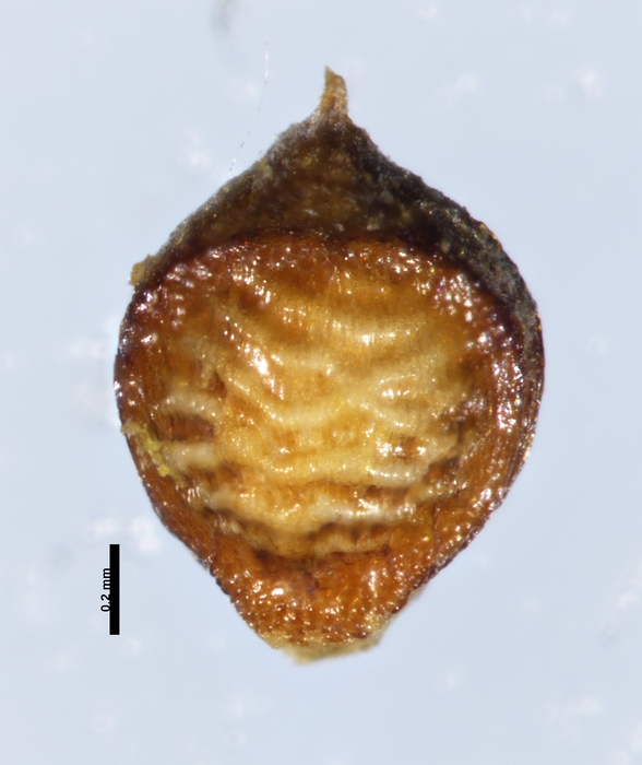 Nutlet of Rhynchospora praecincta Burkart 29762 (NY 3108218) Argentina 1