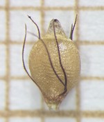 Nutlet of Rhynchospora pungens  Silva Filho 2547 (SMDB 22602) Brazil 1