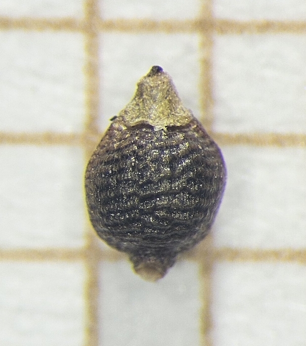 Nutlet of Rhynchospora recurvata  Longhi-Wagner 9985 (SMDB 17437) Brazil 1