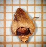 Nutlet of Rhynchospora robusta Dombrowski 6669 (MBM 174918) Brazil 1