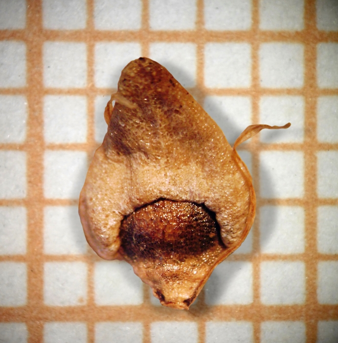 Nutlet of Rhynchospora robusta Dombrowski 6669 (MBM 174918) Brazil 1