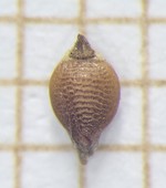 Nutlet of Rhynchospora rugosa  Munhoz 3579 (SMDB 19995) Brazil 1