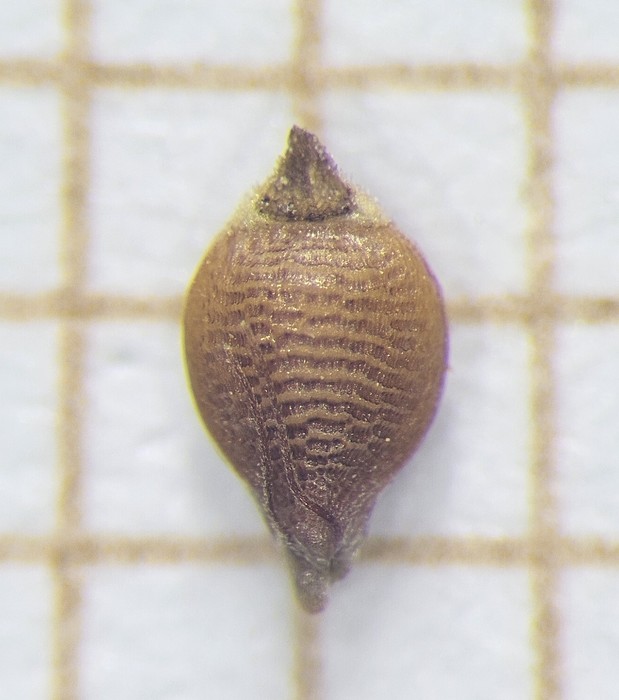 Nutlet of Rhynchospora rugosa  Munhoz 3579 (SMDB 19995) Brazil 1