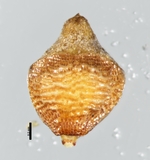 Nutlet of Rhynchospora rupicola  Prance 9409 (NY 01200328) Brazil 1