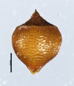 Nutlet of Rhynchospora setigera Smith 7486 (NY 613110) Brazil 1