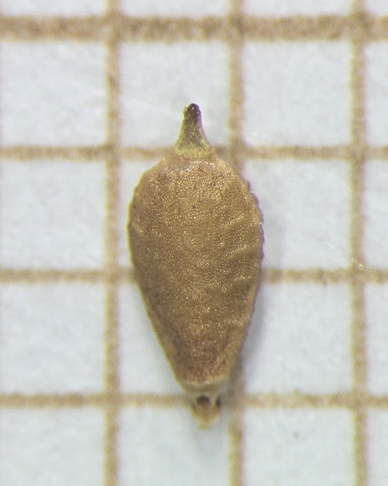 Nutlet of Rhynchospora speciosa  Longhi-Wagner 9569 (SMDB 17476) Brazil 1