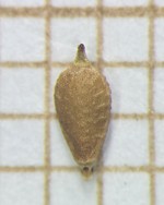Nutlet of Rhynchospora speciosa  Longhi-Wagner 9569 (SMDB 17476) Brazil 1