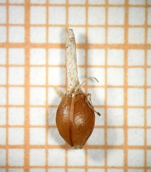 Nutlet of Rhynchospora splendens N. Silveira 137 (HAS83111) Brazil 1