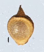 Nutlet of Rhynchospora subtilis Koyama 13676 (NY 05131558 ) Brazil 1
