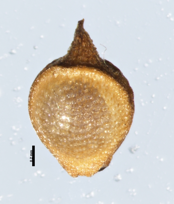 Nutlet of Rhynchospora subtilis Koyama 13676 (NY 05131558 ) Brazil 1