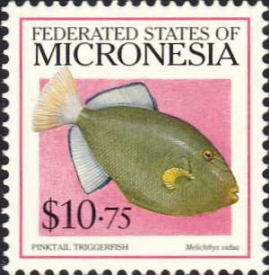 Melichthys vidua Melichthys vidua