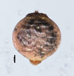 Nutlet of Rhynchospora tenella Hubber 8283 (INPA 203783) Venezuela 1