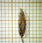 Spikelet of Rhynchospora velutina  Kozera 2978 (ICN 160110) Brazil 1