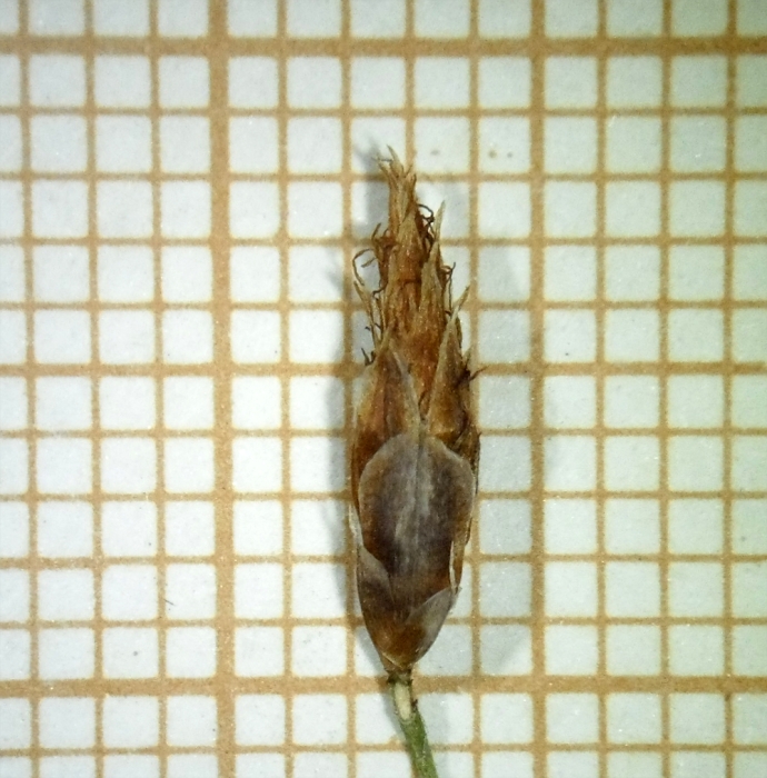 Spikelet of Rhynchospora velutina  Kozera 2978 (ICN 160110) Brazil 1