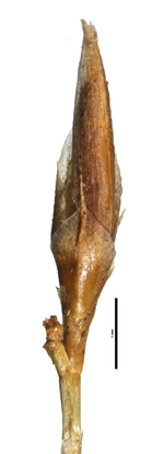 Spikelet of Rhynchospora albida Redden 7075 (NY 02529264) Guyana 1
