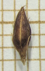 Spikelet of Rhynchospora barrosiana  Longhi-Wagner 2669 (SMDB 23432) Brazil 1