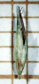 Spikelet of Rhynchospora biflora Silva Filho  (ICN 191271) Brazil 1