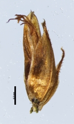 Spikelet of Rhynchospora boeckeleriana Araujo & Vendruscolo 1664 (NY01145240) Brazil 1