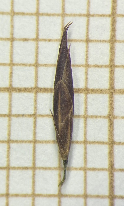 Spikelet of Rhynchospora brasiliensis  Longhi-Wagner 7283 a (SMDB 17622) Brazil 1