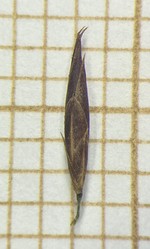 Spikelet of Rhynchospora brasiliensis  Longhi-Wagner 7283 a (SMDB 17622) Brazil 1