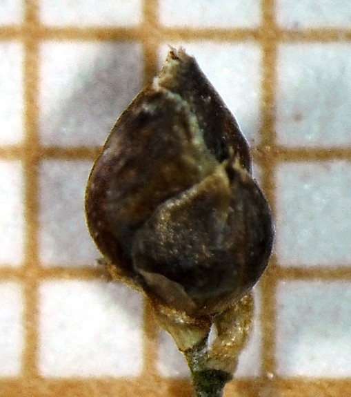 Spikelet of Rhynchospora brittonii  Trevisan 1055 (ICN 164756) Brazil 1