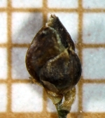 Spikelet of Rhynchospora brittonii  Trevisan 1055 (ICN 164756) Brazil 1