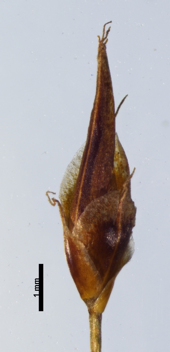 Spikelet of Rhynchospora caracasana Shepherd 3737 (NY 00939352) Brazil 1