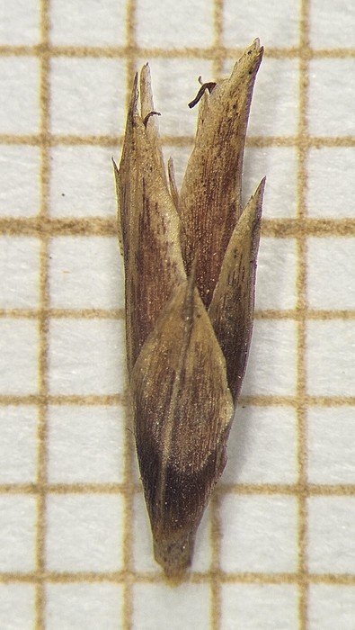 Spikelet of Rhynchospora ciliolata  Longhi-Wagner 10370 (SMDB 17423) Brazil 1