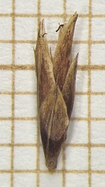 Spikelet of Rhynchospora ciliolata  Longhi-Wagner 10370 (SMDB 17423) Brazil 1