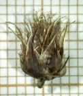 Spikelet of Rhynchospora conferta Silva Filho 1880 (ICN 191278) Brazil 1