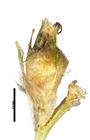 Spikelet of Rhynchospora contracta Thomas 15010 (NY 01198485) Cuba 1