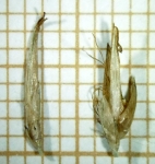 Spikelet of Rhynchospora glaziovii Silva Filho 1401 (ICN 173198) Brazil 1