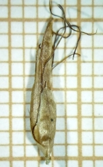 Spikelet of Rhynchospora hieronymi subsp. montevidensis Silva Filho 1879 (ICN 191277) Brazil 1