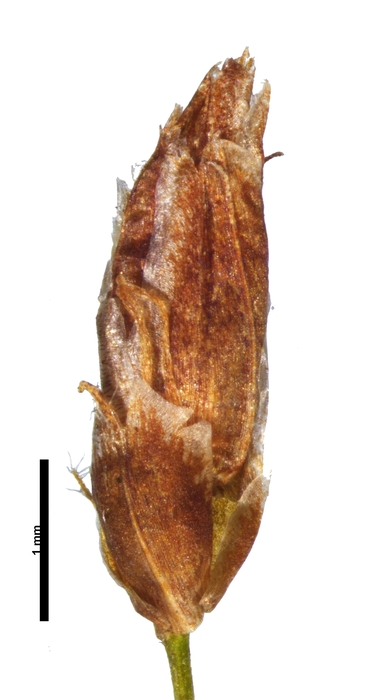 Spikelet of Rhynchospora hirsuta Jansen-Jacobs 5024 (NY 3108123) Guyana 1