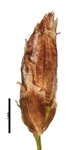 Spikelet of Rhynchospora hirsuta Jansen-Jacobs 5024 (NY 3108123) Guyana 1