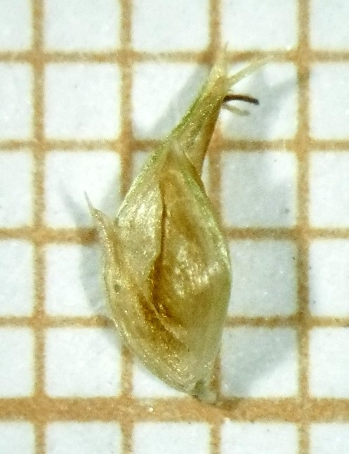 Spikelet of Rhynchospora holoschoenoides Silva Filho 1866 (ICN 191264) Brazil 1