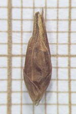 Spikelet of Rhynchospora indianolensis  Silva Filho 2379 (SMDB 21871) Brazil 1