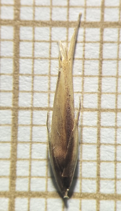 Spikelet of Rhynchospora lapensis  Longhi-Wagner 9998 (SMDB 17408) Brazil 1