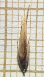 Spikelet of Rhynchospora lapensis  Longhi-Wagner 9998 (SMDB 17408) Brazil 1