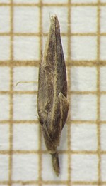 Spikelet of Rhynchospora marisculus  Demeda 134 (SMDB 20696) Brazil 1