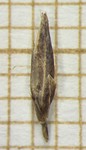 Spikelet of Rhynchospora marisculus  Demeda 134 (SMDB 20696) Brazil 1