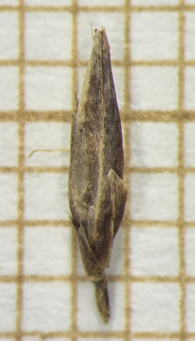 Spikelet of Rhynchospora marisculus  Demeda 134 (SMDB 20696) Brazil 1