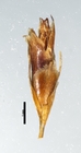 Spikelet of Rhynchospora nardifolia Roth 16519 (NY 00939338) Brazil 1