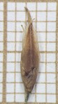 Spikelet of Rhynchospora organensis  Silva Filho 2328 (SMDB 21820) Brazil 1
